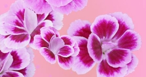 Pink Kisses Blüten als Dekoelement