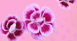 Dekoelement mit Pink Kisses Blüten