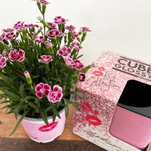 Darstellung einer Pink Kisses Mininelken im Topf und daneben ein nohc verpacktes Pflanzgefäß von Lechuza in Rosa